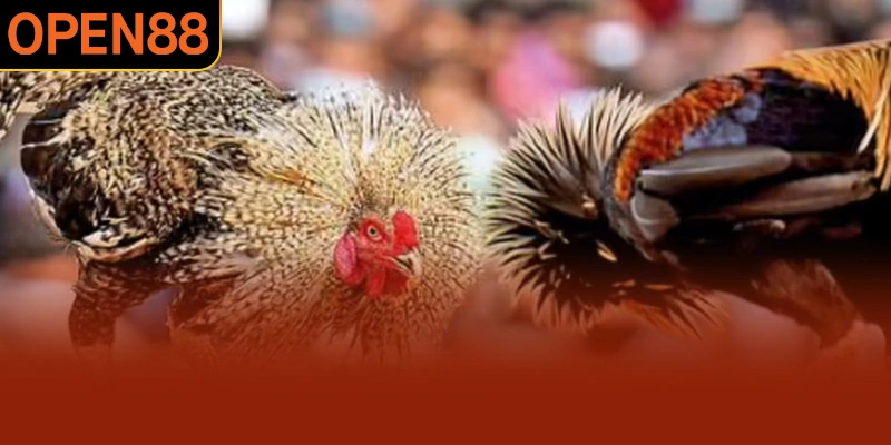 Đá gà OPEN88 cung cấp đa dạng loại hình thi đấu