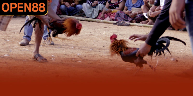 Giống gà Asil được rất nhiều sư kê săn đón