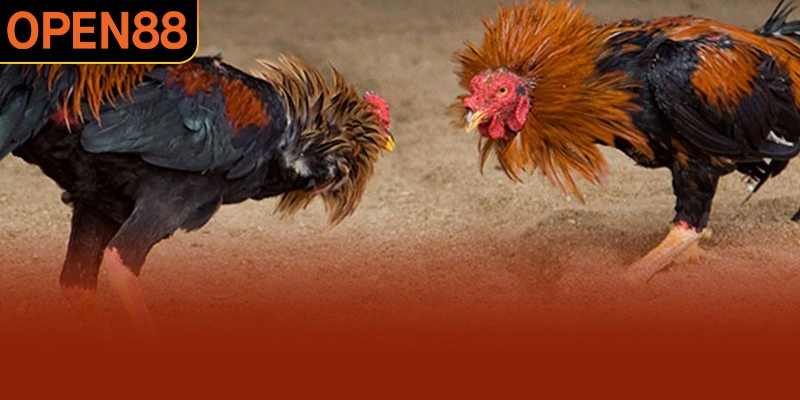 Chiến kê cần được phân hạng trước khi bắt đầu xếp cặp